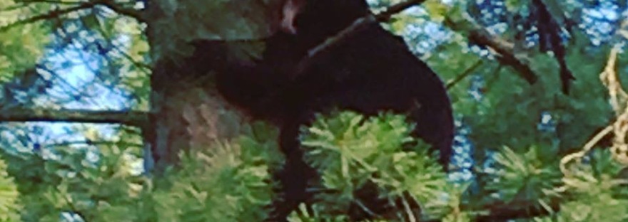 Photo of a black bear in a tree